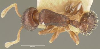 Media type: image; Entomology 21043   Aspect: habitus dorsal view